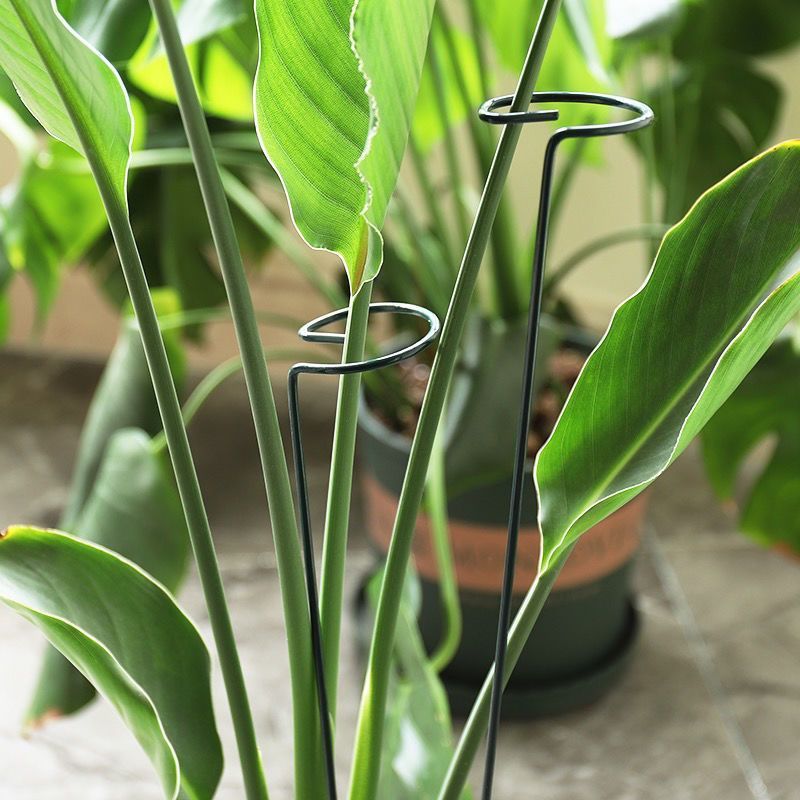 1/10pcs Garden Support Stake R - Gardening Tools Range 评论和价格