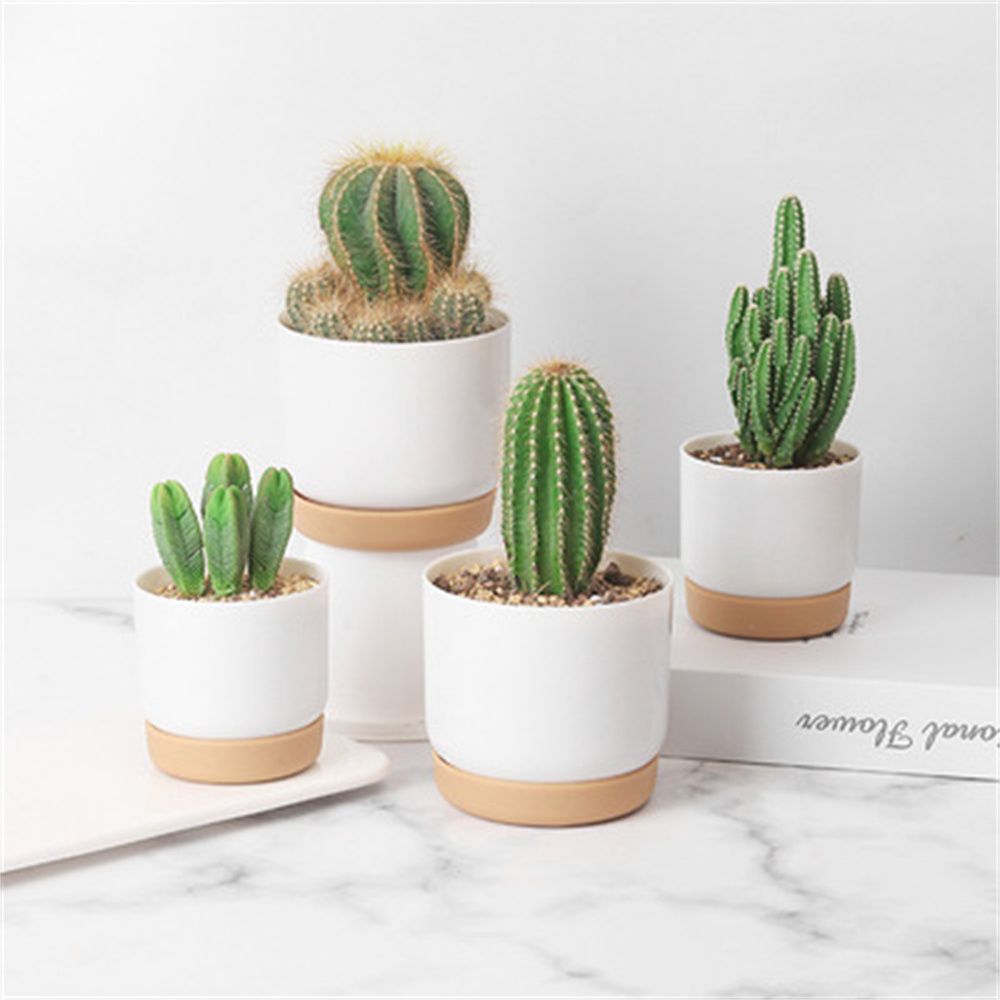 Round Cactus Succulent Plants  - Orchid Potting Mix 评论和价格