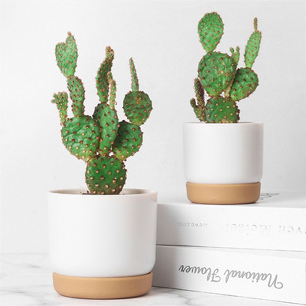 Round Cactus Succulent Plants  - Orchid Potting Mix 评论和价格