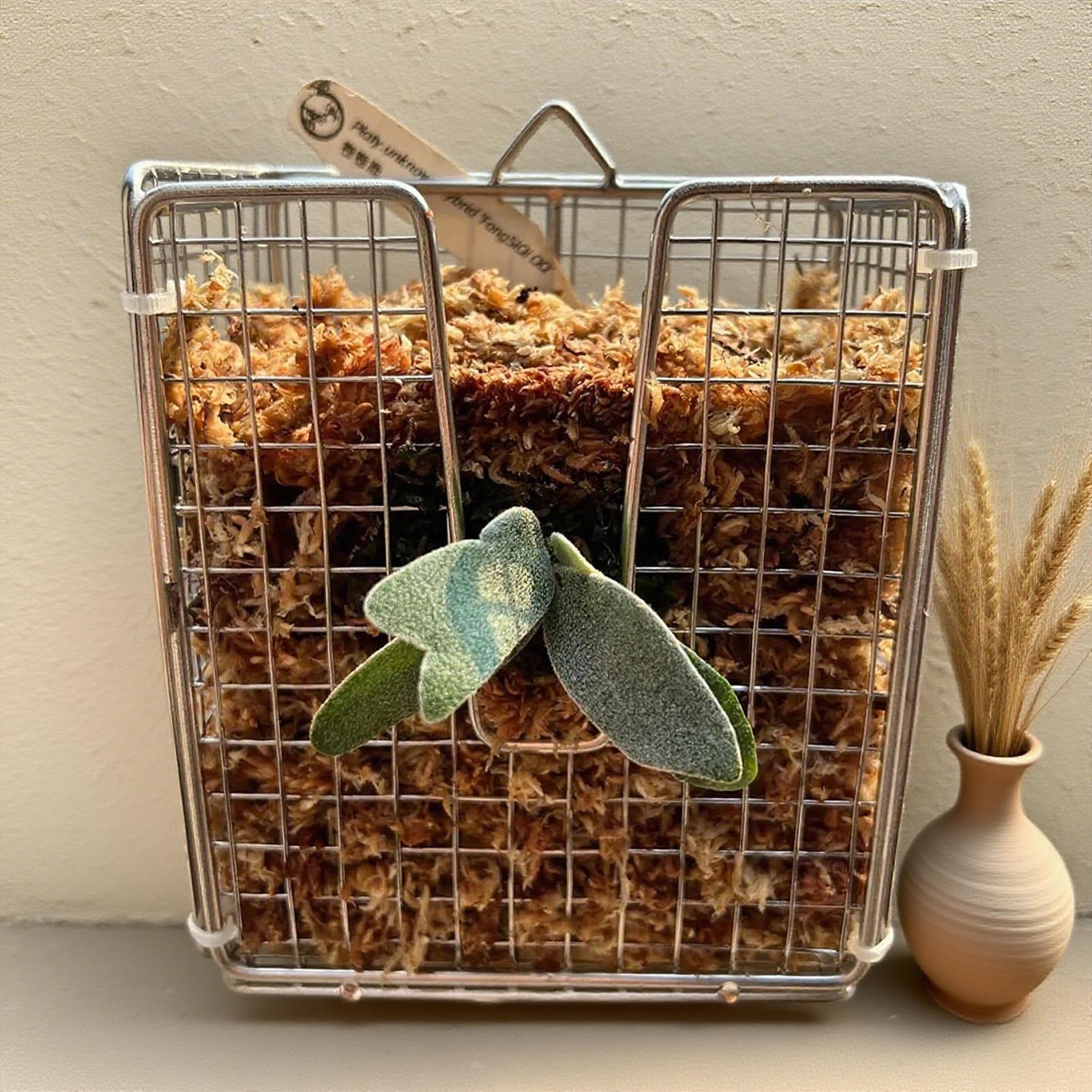 Staghorn Fern Mounting Kit sta - Hanging Planter Basket 评论和价格