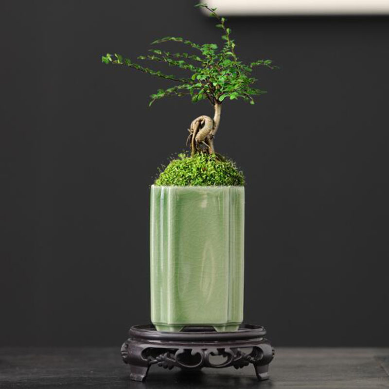 Porcelain Square Celadon Glaze - Orchid Potting Mix 评论和价格