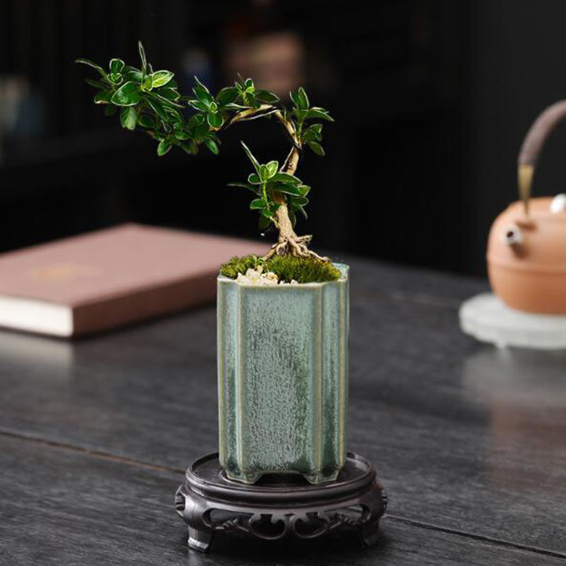 Porcelain Square Celadon Glaze - Orchid Potting Mix 评论和价格