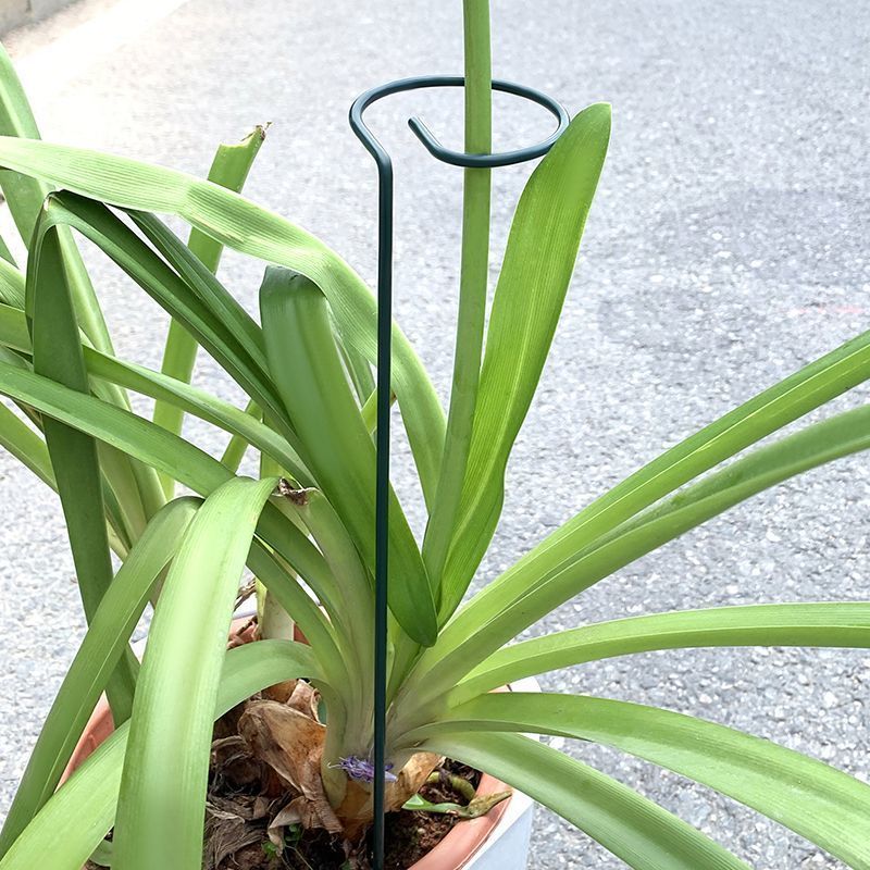 1-10pcs Metal Single Stem Plan - Gardening Tools Range 评论和价格