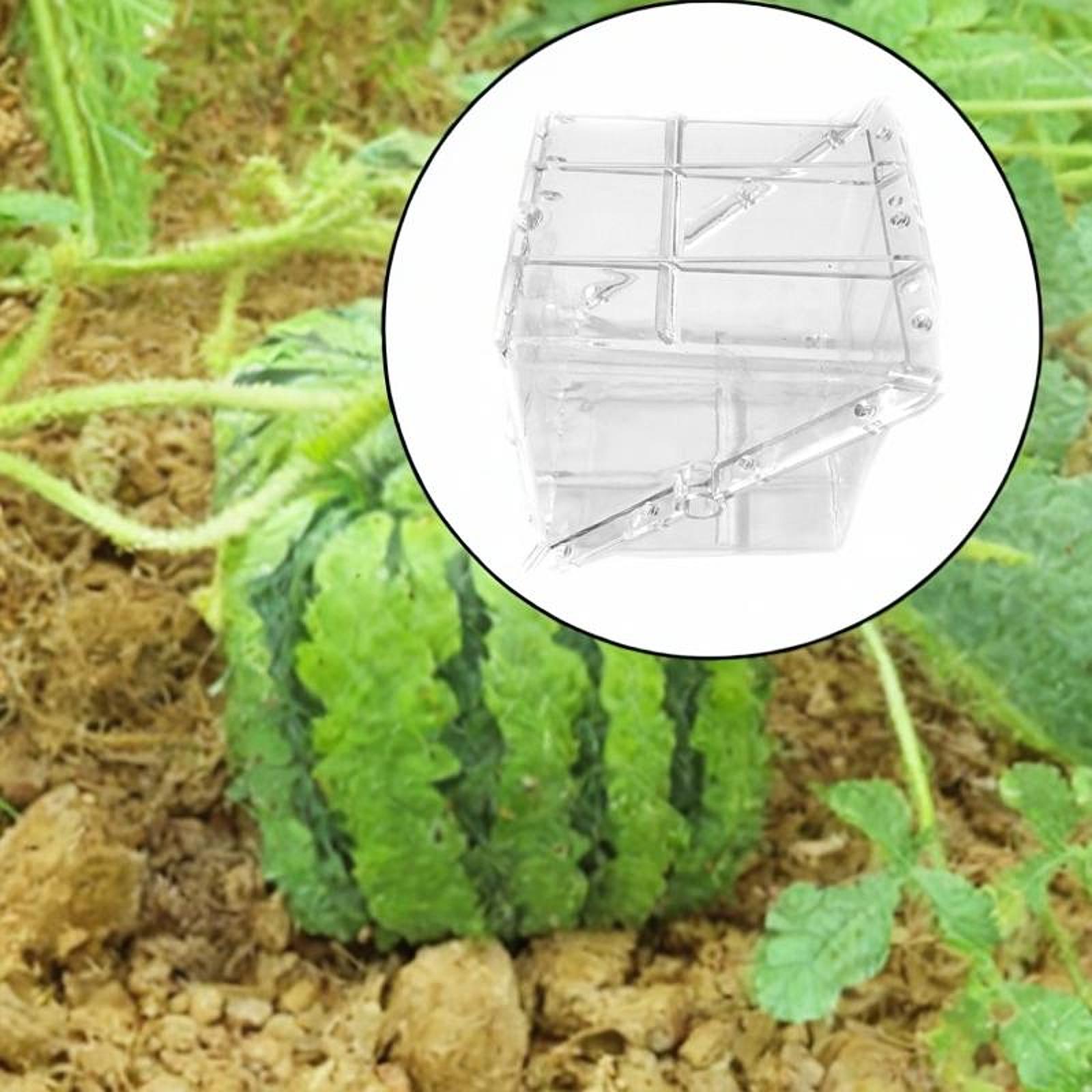 Square Watermelon Growth Mold  - Gardening Tools Unique 评论和价格