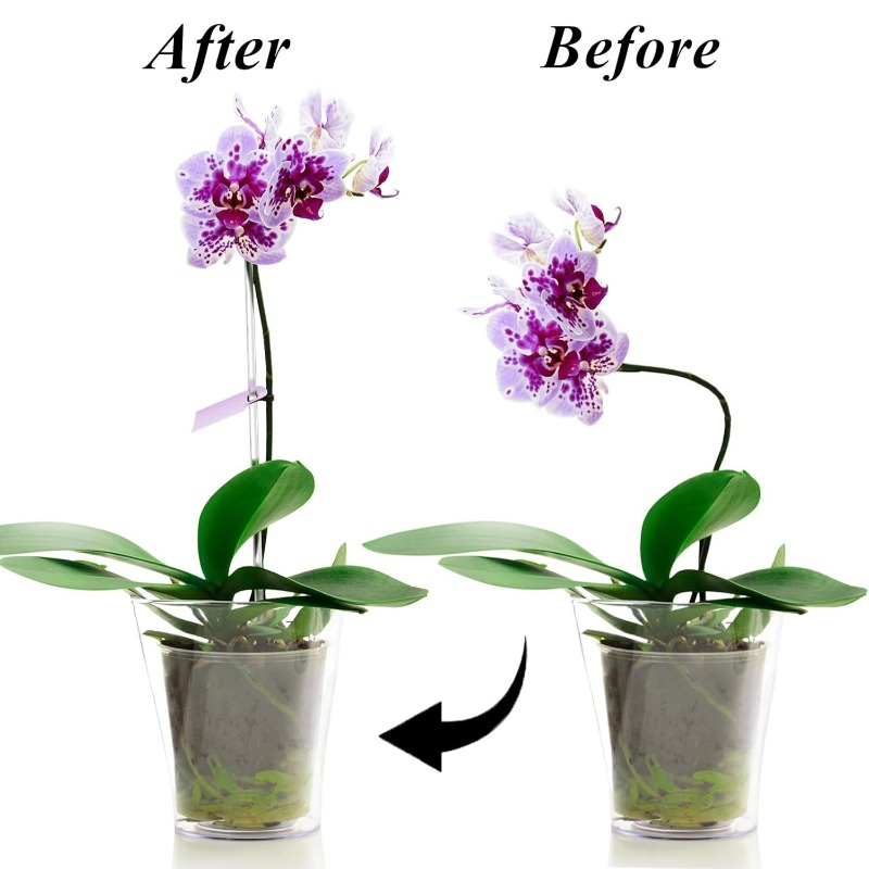 Reusable Clear Flower Support  - Orchid Potting Mix 评论和价格
